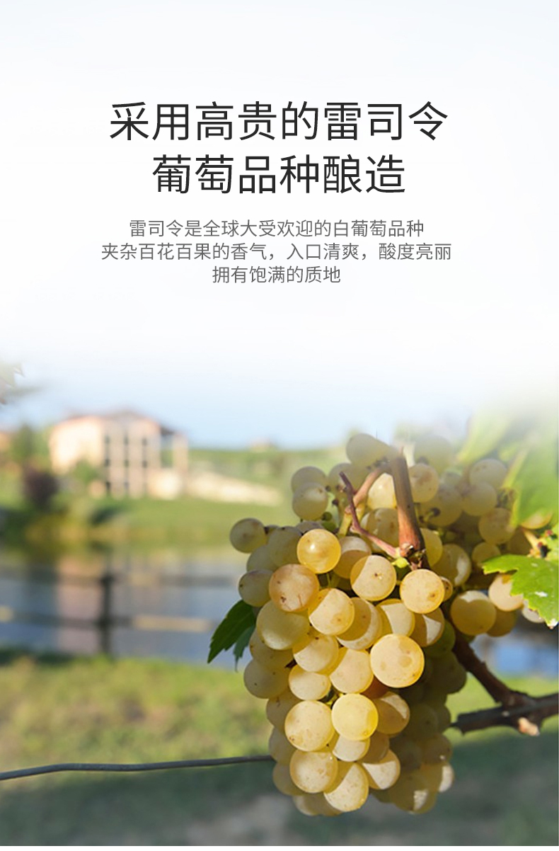 白葡萄酒_02.jpg